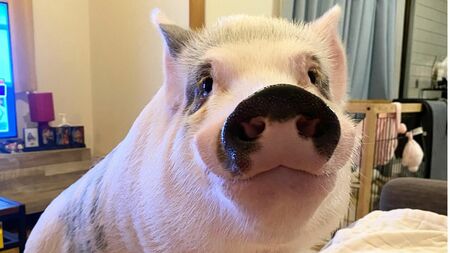 「法的には家畜扱い」「実はきれい好き?」マンションで≪マイクロブタ≫を飼い始めた夫婦に訪れた3年後の重大な心境の変化 – Yahoo!ニュース 「法的には家畜扱い」「実はきれい好き?」マンションで≪マイクロブタ≫を飼い始めた夫婦に訪れた3年後の重大な心境の変化 - Yahoo!ニュース
