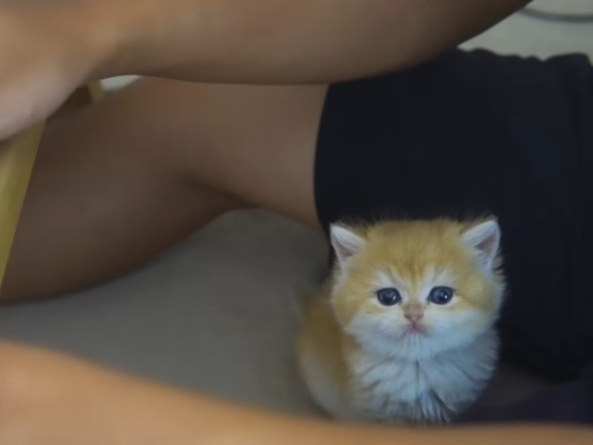 「かまってほしいニャン」 つぶらな瞳の子猫vs仕事中の飼い主！ “反則級”おねだりにメロメロ視聴者続出「私だったらPC閉じる」 | オトナンサー