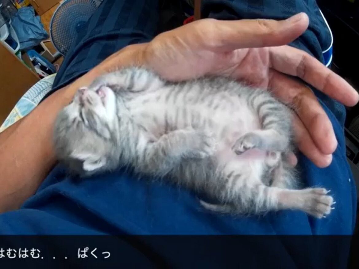 「あぁ〜幸せだニャ〜」 手のひらに包まれて《ばんざい》ポーズで眠る赤ちゃん猫に「かわいい」続出 | オトナンサー