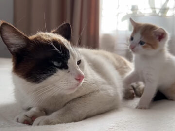 休みたそうなパパ猫に対し、子猫は？