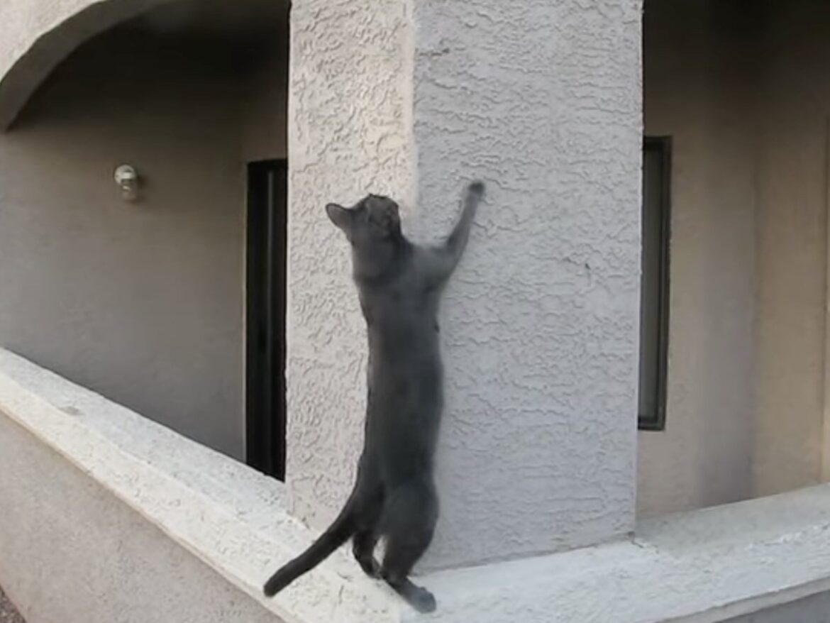 まるで忍者!? 直角の壁をスイスイ登っていく猫の《身体能力》に称賛の声「すごすぎる」 | オトナンサー まるで忍者!? 直角の壁をスイスイ登っていく猫の《身体能力》に称賛の声「すごすぎる」 | オトナンサー