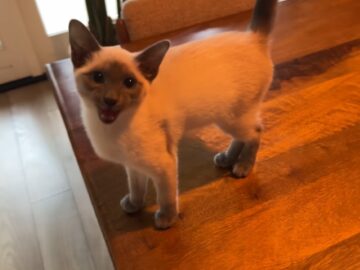 甘えん坊でかわいい！