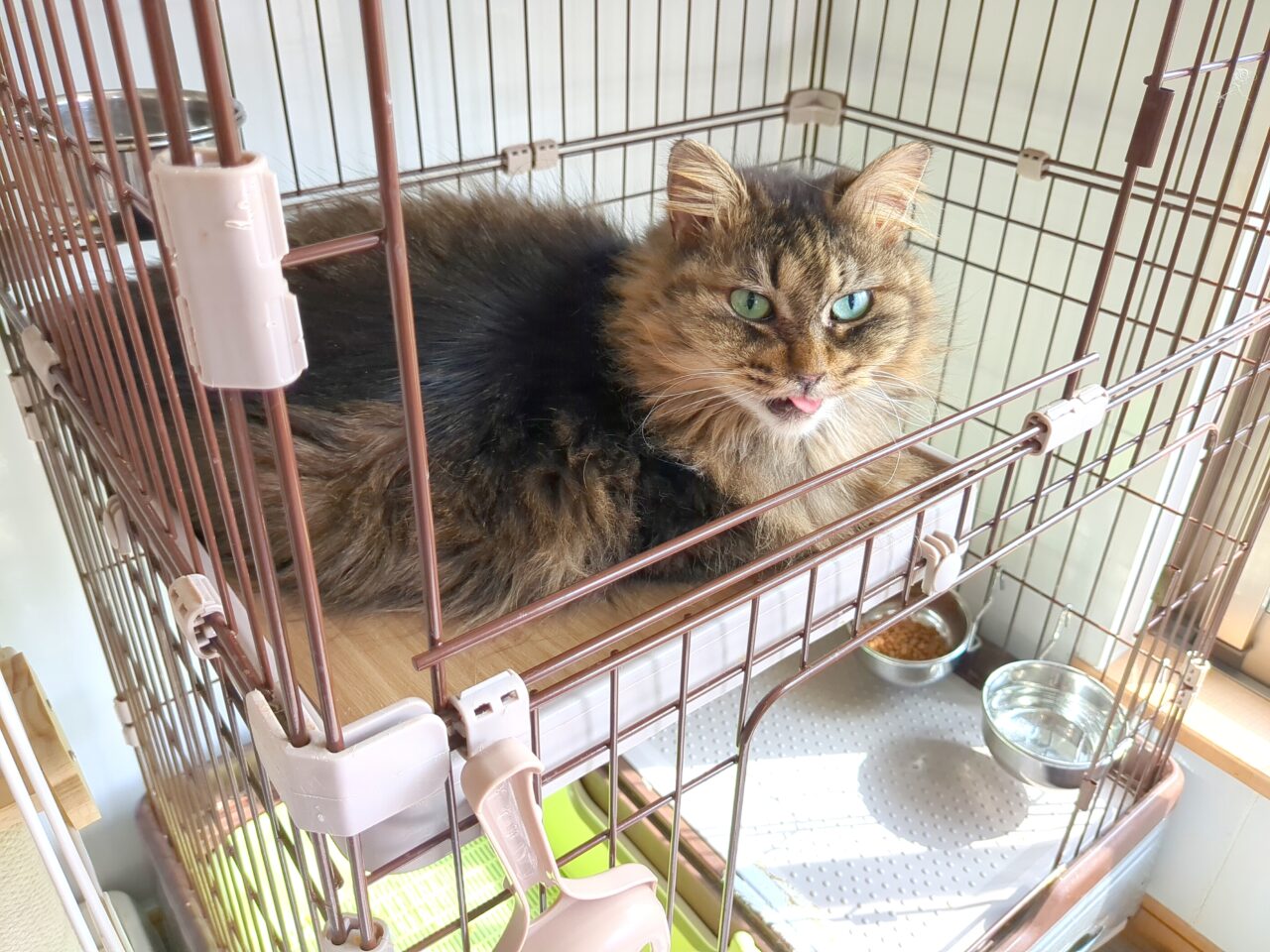 保護猫シェルター にゃん福゜