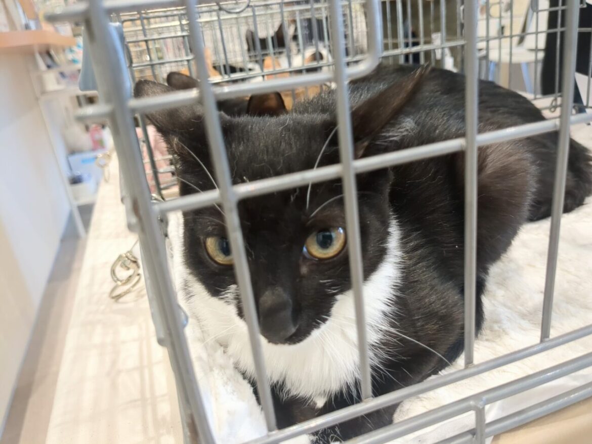 【日野市】猫との出会い。第22回「保護ねこ譲渡会」がたかはた動物病院で開催 — まずは話を聞くだけでもOK | 号外NET 日野市 保護ねこ譲渡会