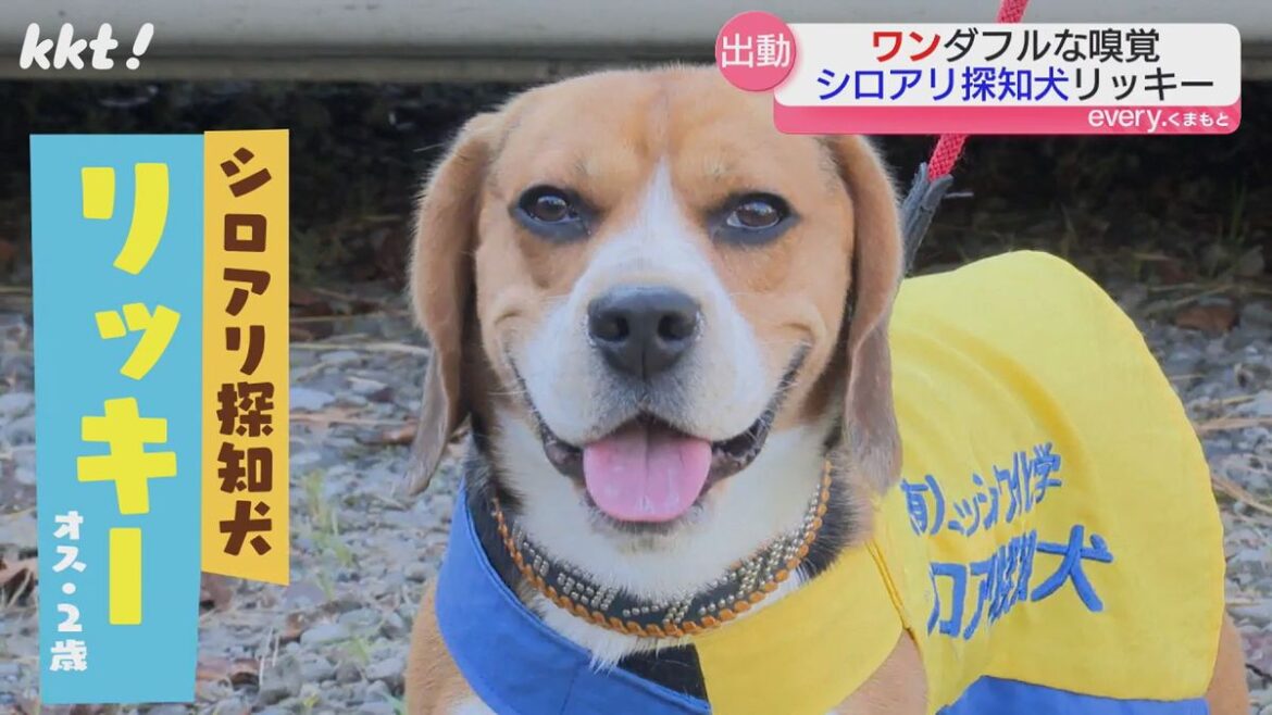 熊本県民テレビ