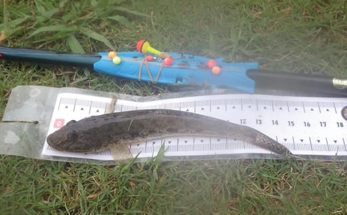 「猫のちょっかいに苦戦？」白狐川のハゼ釣りでマハゼ25匹手中【千葉】