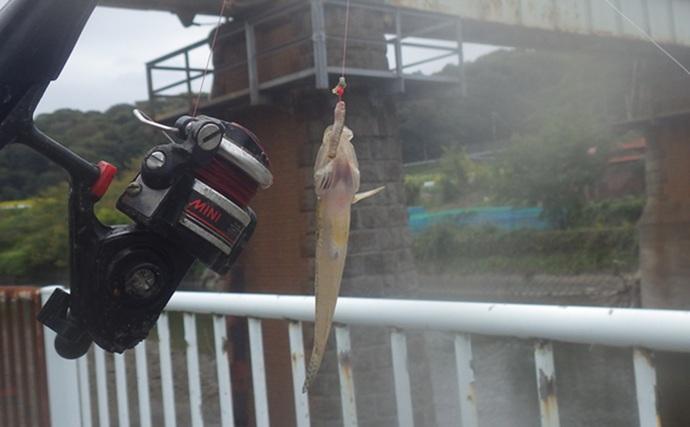 「猫のちょっかいに苦戦？」白狐川のハゼ釣りでマハゼ25匹手中【千葉】