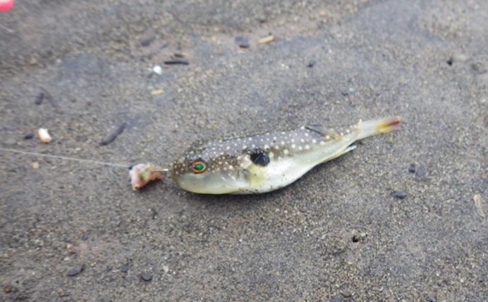 「猫のちょっかいに苦戦？」白狐川のハゼ釣りでマハゼ25匹手中【千葉】