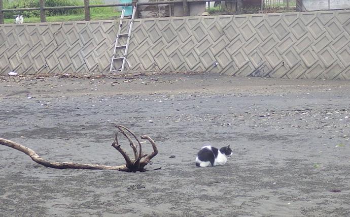 「猫のちょっかいに苦戦？」白狐川のハゼ釣りでマハゼ25匹手中【千葉】