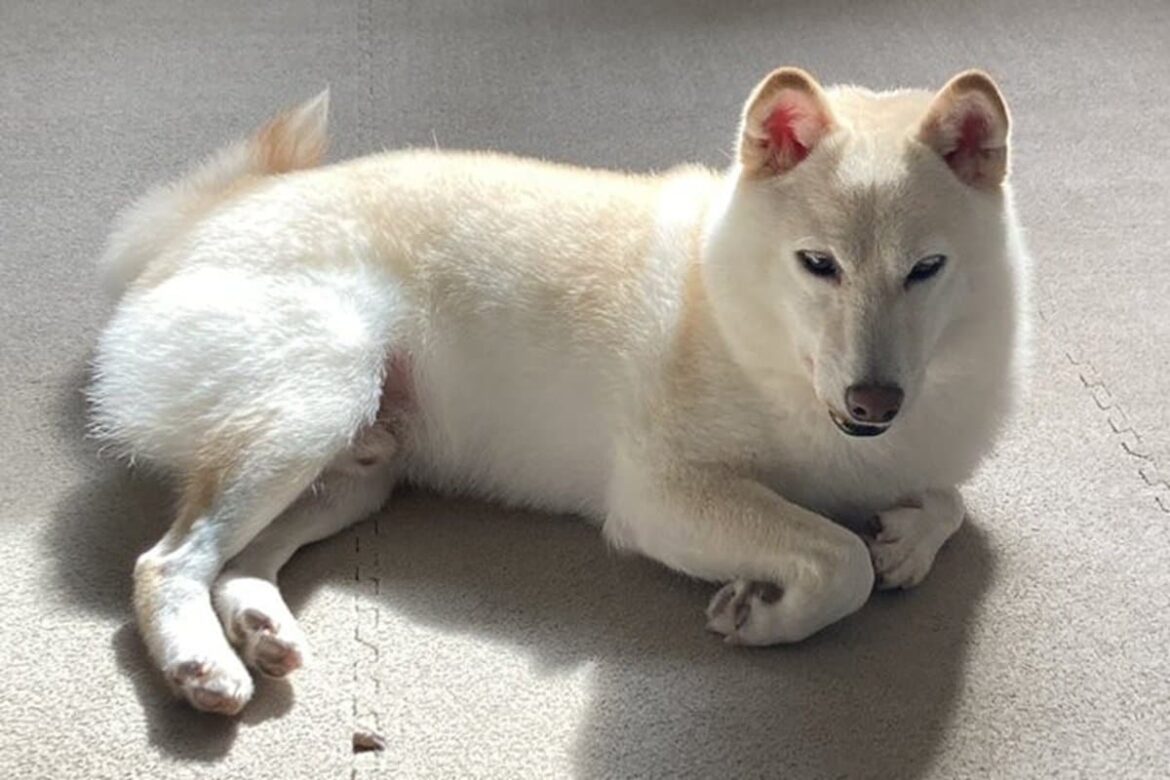 散歩と聞いて「ルンルンでハーネス」をつけた犬　その後に発生した「まさかの展開」に思わず困惑 | LIMO | くらしとお金の経済メディア