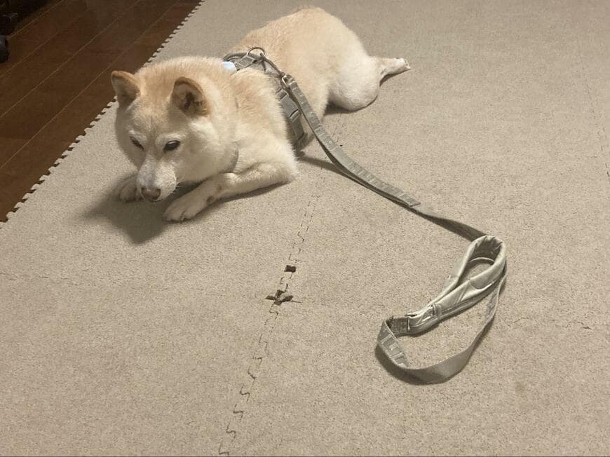 投稿の画像