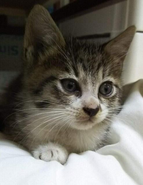 保護当初は女のコと間違えられていた生後1カ月の保護子猫→6年後、大きく成長して「立派なおじさん猫」になった姿にほっこり! – dメニューニュース 保護当初は女のコと間違えられていた生後1カ月の保護子猫→6年後、大きく成長して「立派なおじさん猫」になった姿にほっこり!