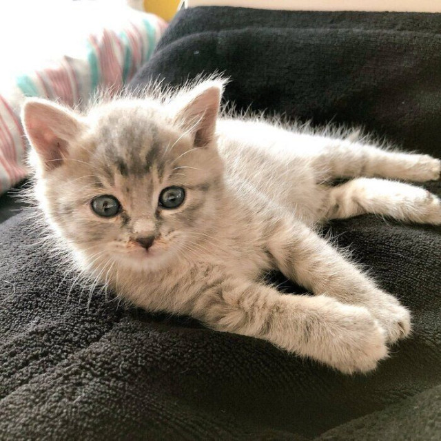 ケージの1番後ろに控えめに座っていた保護子猫をお迎え→現在は「こだわりが強くビビり」だけど表情豊かなかわいい猫に – dメニューニュース ケージの1番後ろに控えめに座っていた保護子猫をお迎え→現在は「こだわりが強くビビり」だけど表情豊かなかわいい猫に