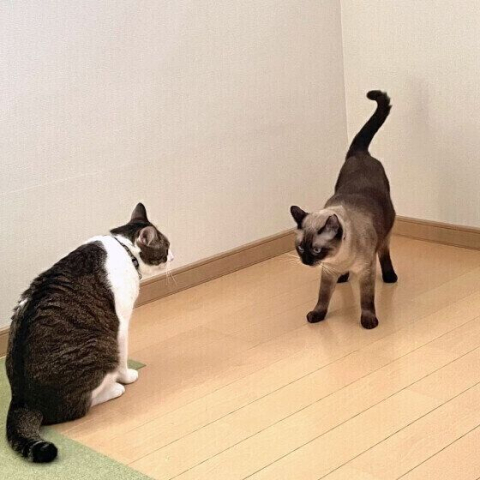 何かスイッチが入った? 猫が 突然ダッシュする理由を獣医師が解説