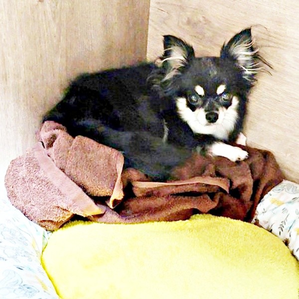 保護犬が家族と歩んだ3年…感動ビフォーアフター ケージの隅で固まっていた子が…ベッドを独占! 甘え上手に変わった姿に胸が熱くなる – dメニューニュース 保護犬が家族と歩んだ3年…感動ビフォーアフター ケージの隅で固まっていた子が…ベッドを独占! 甘え上手に変わった姿に胸が熱くなる