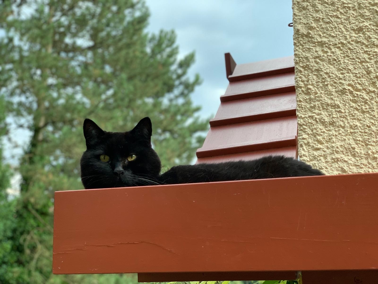 はしごの途中の止まり木から周囲を見守っているサム