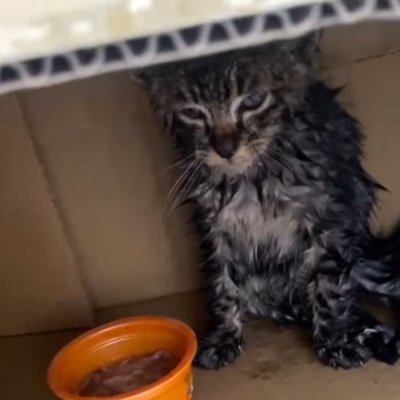 雨の中『衰弱している子猫を保護してほしい』と連絡があり、向かった結果…拾われた時の光景に涙が出ると194万再生「泣ける」「ありがとう」 – ニフティニュース ねこちゃんホンポ
