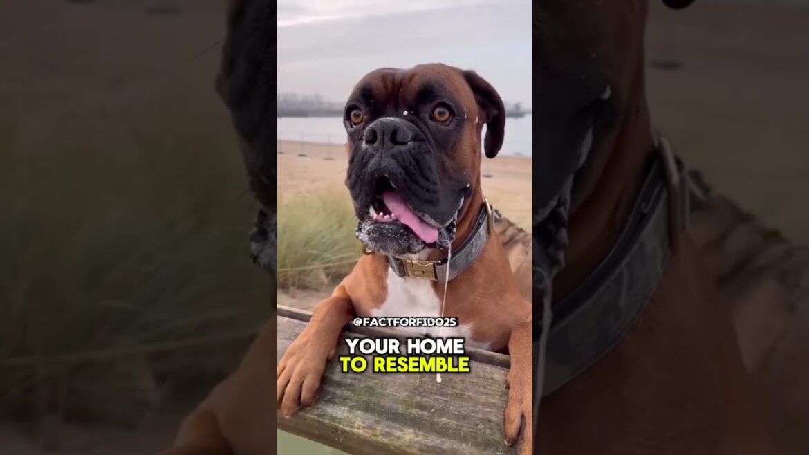 5 Reasons Not To Own A Boxer Dog 🐶