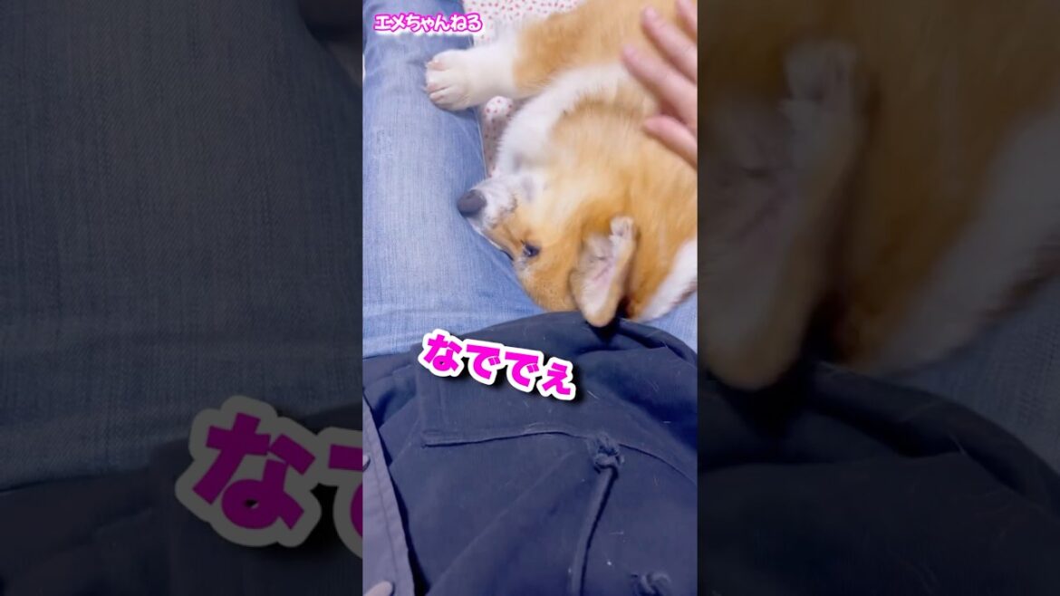 コーギー寂しすぎるとこうなる #コーギー #shorts #oorer コーギー寂しすぎるとこうなる #コーギー #shorts #oorer