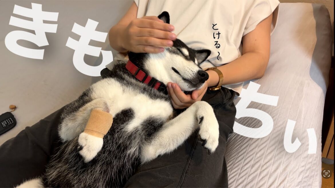 大好きなお姉ちゃんにマッサージされ、とろけちゃう柴犬が可愛い（№313）