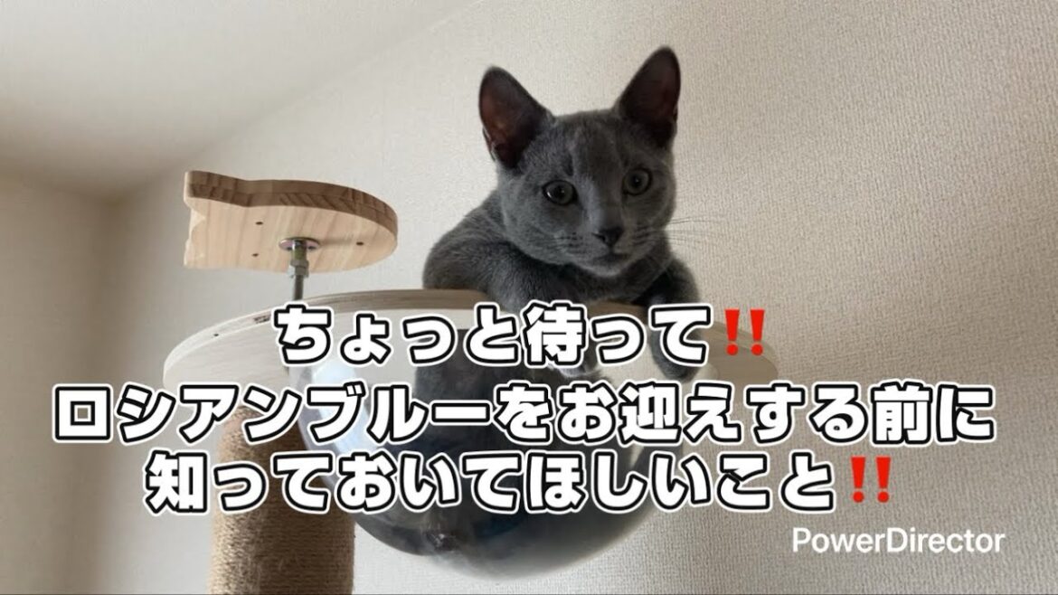 【ロシアンブルー】子猫〜幼猫期に噛み癖強く暴れん坊傾向アリ👹✨