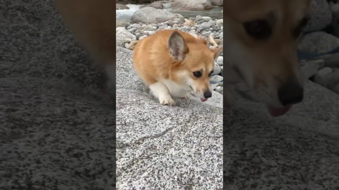 岩に登って満足げなコーギー / A Corgi on a rock, looking satisfied. #コーギー #corgi