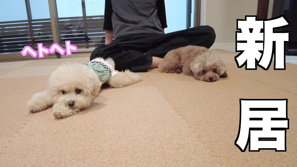 新居にコルクマットを敷き詰めたらはしゃぎすぎてヘトヘトになったトイプードル