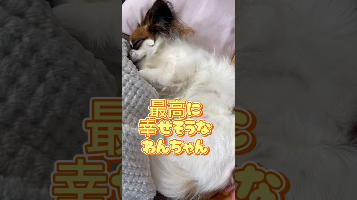 最高に幸せそうなわんちゃん#かわいいパピヨン#可愛いいぬ#いぬの居るくらし# papillon#ハナちゃん#しあわせ時間