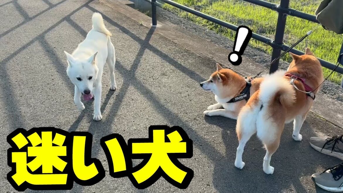 散歩中に迷い犬と遭遇…飼い主探しへ一部始終