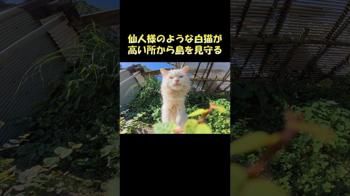 仙人様のような白猫が高い所から島を見守る #猫 #ねこ #cat