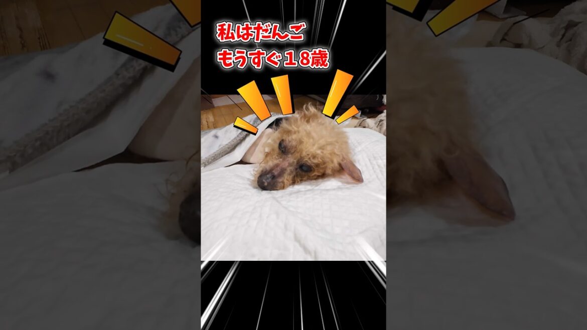 【ありがとね】だんご がんばったね #shorts #toypoodle #トイプードル