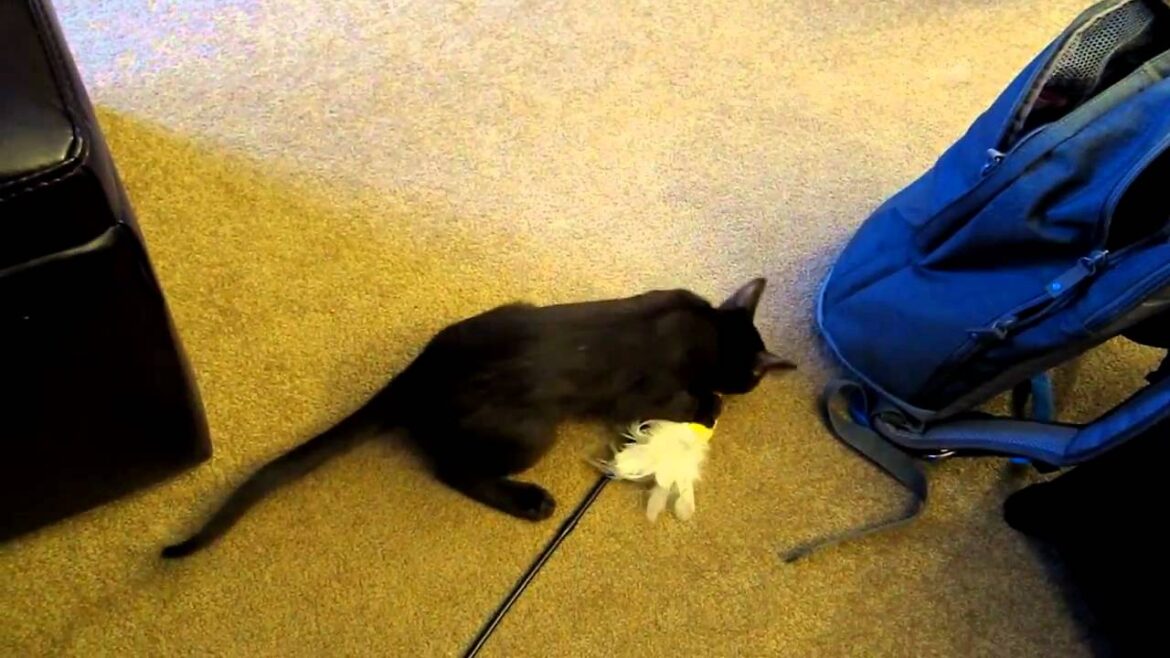 Jake: Havana Brown Kitten Jumping on Desk and Dragging His Toy Away