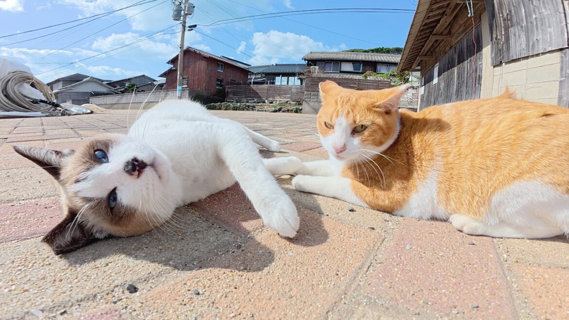 シャム猫と茶シロ猫がゴロンゴロンと転げ回って可愛いさ対決をする シャム猫と茶シロ猫がゴロンゴロンと転げ回って可愛いさ対決をする