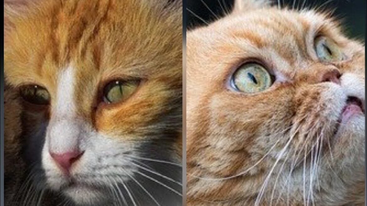 #shorts Most Beautiful and Chonky cats#awwanimals#memes#cats