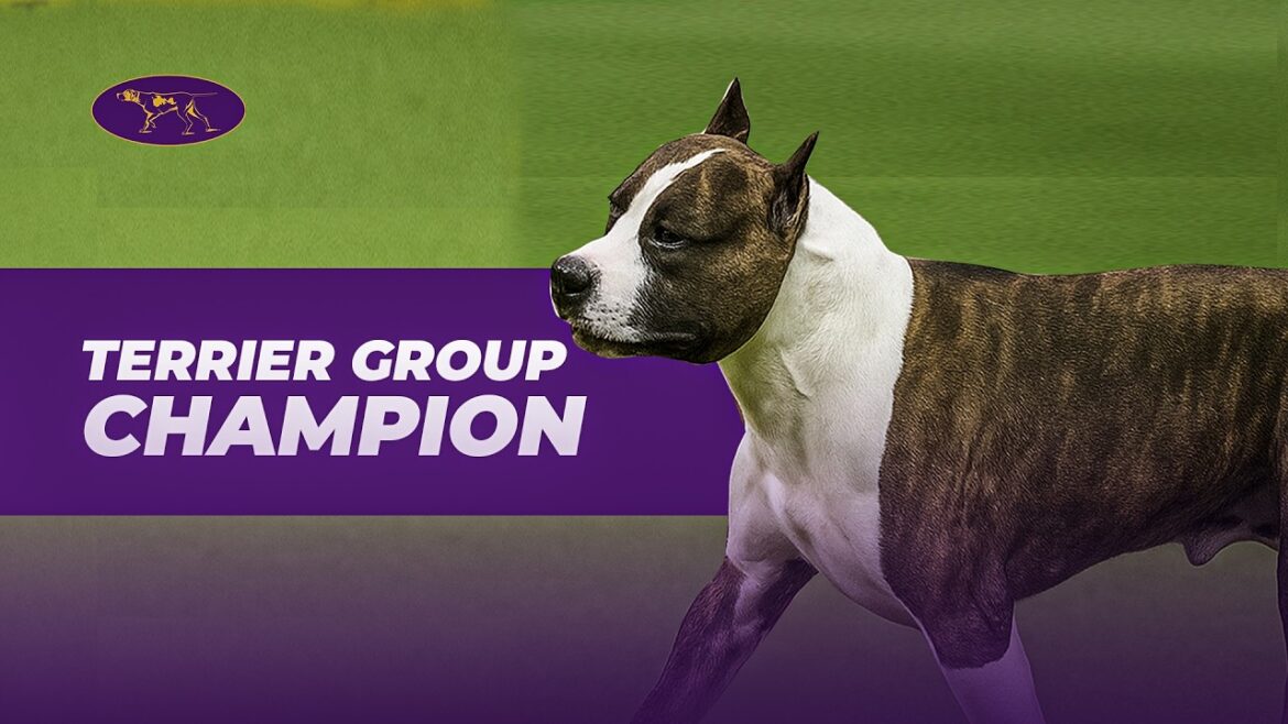 アメリカン・スタッフォードシャー・テリアのトラブルがテリア部門で優勝 | ウェストミンスター・ケネル・クラブ アメリカン・スタッフォードシャー・テリアのトラブルがテリア部門で優勝 | ウェストミンスター・ケネル・クラブ