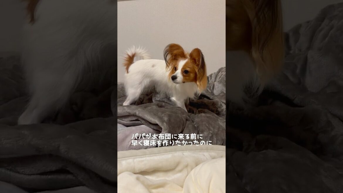 冬用布団のチェック入ります！ #Papillon #パピヨン #Lea #犬のいる生活 #可愛い
