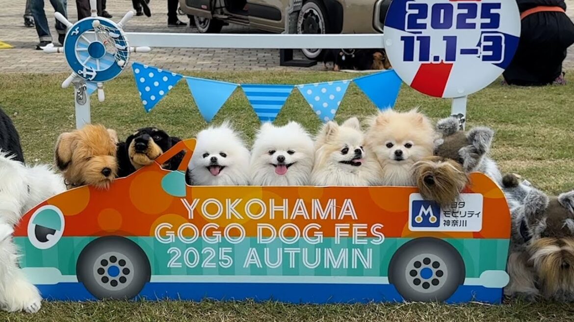 ポメラニアン４姉妹をぎゅっと集めた結果…