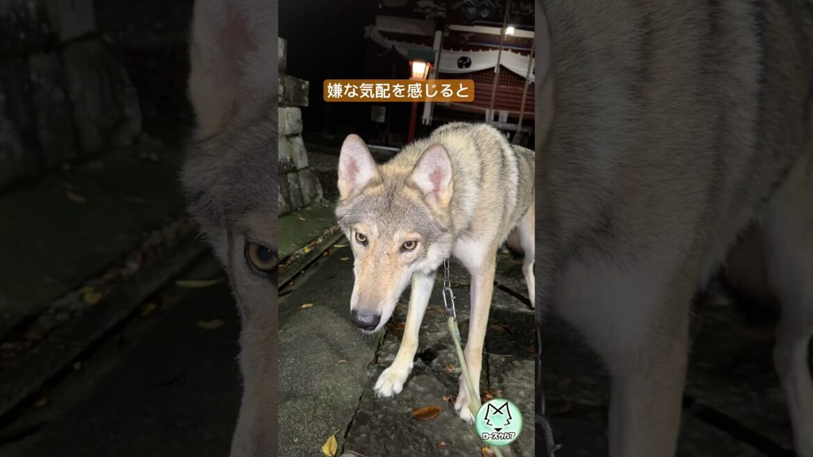 年に数回だけ警戒した時に吠えます。レアな吠えた時の動画です。#ローズウルフ #狼犬 #ウルフドッグ