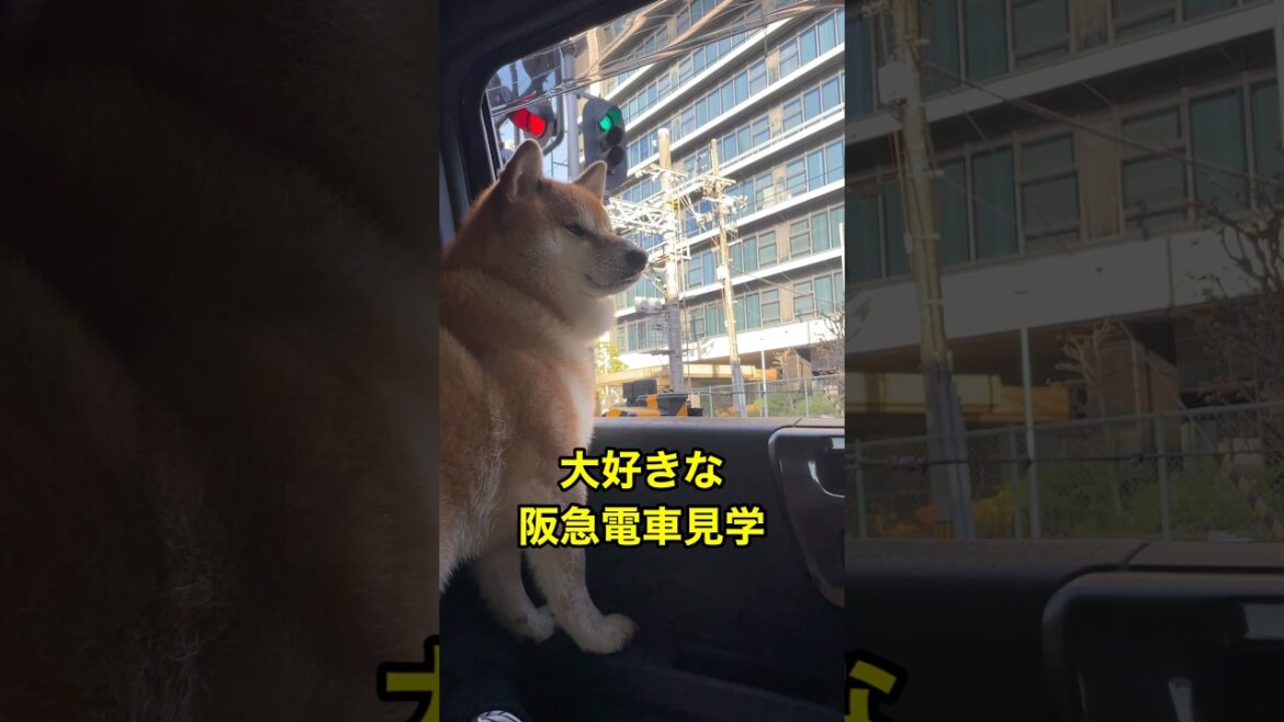 阪急電車と柴犬