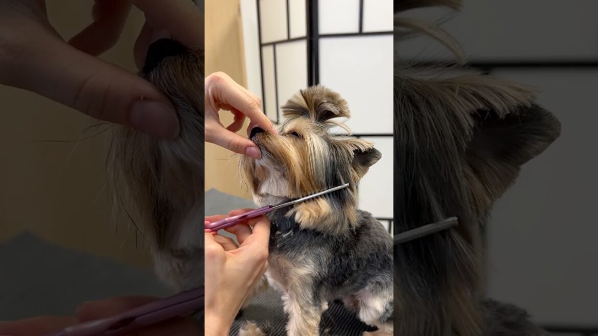 They don’t do anything alone… not even haircuts 🥹💕