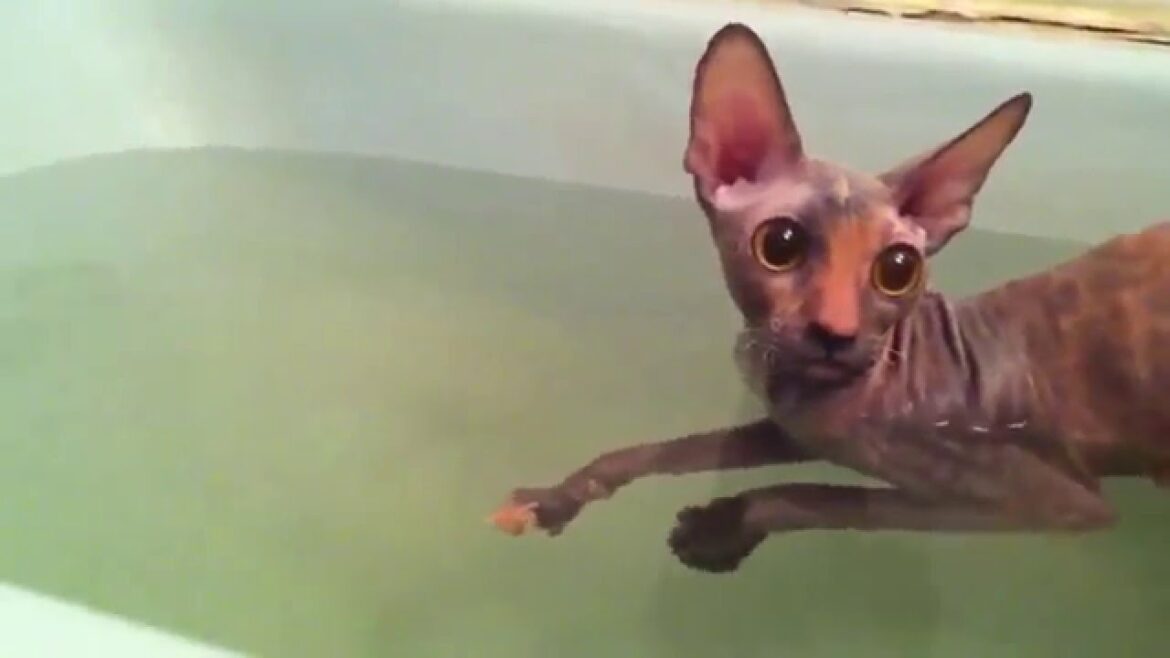 Cornish rex swimming