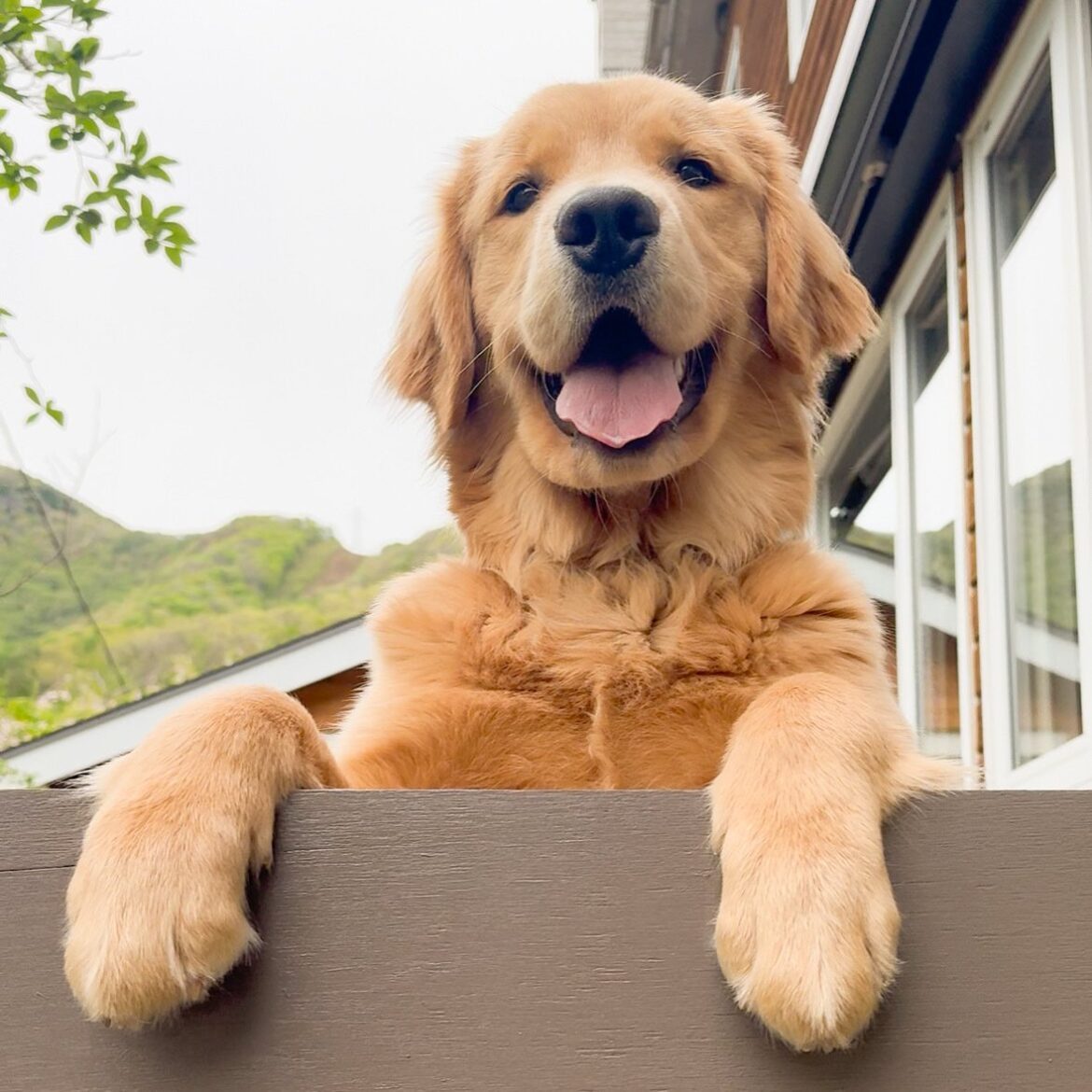 【犬の日】全国の“62匹”がエントリー！ 全国の宿で会える《自慢の看板犬ランキング》1位は「本気で働かない看板犬」 | オトナンサー