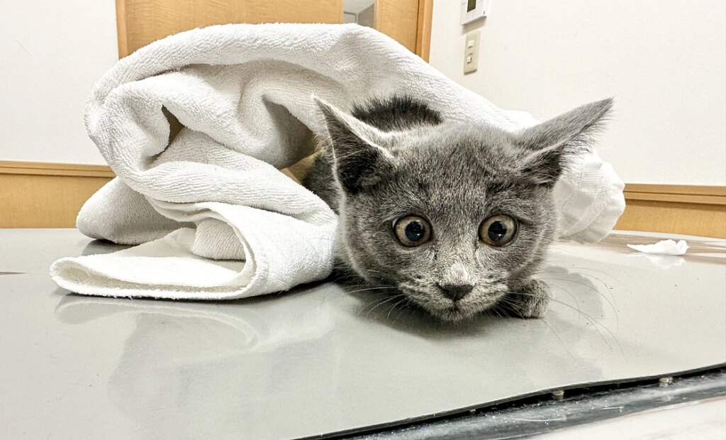 今日の柚ちゃん 2025/11/27 | 行き場のない猫家族に安心して生活できる場を作ってあげたい（Naraアニマルレスキューリアン - クラウドファンディング READYFOR