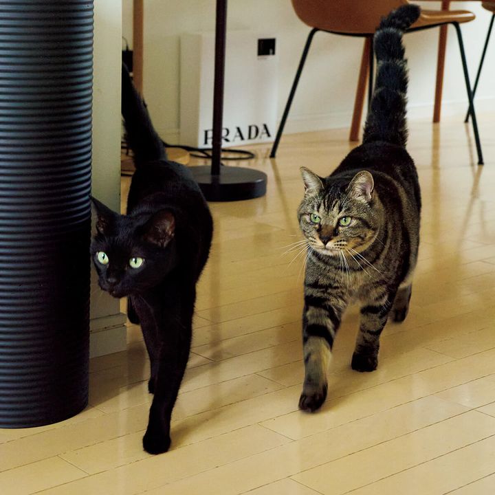 猫のサンとエーテ