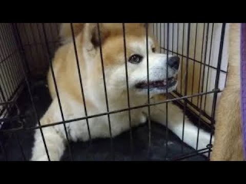 【ライブ】秋田犬が永遠続く 【ライブ】秋田犬が永遠続く