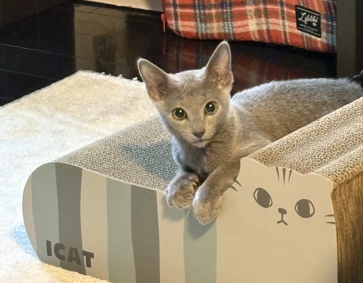 初めて家に来た日