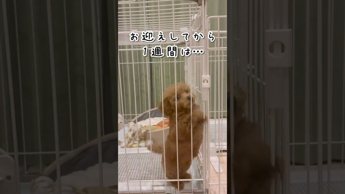 トイプードルの子犬 "こあ"｜お迎え1週間はゲージ生活