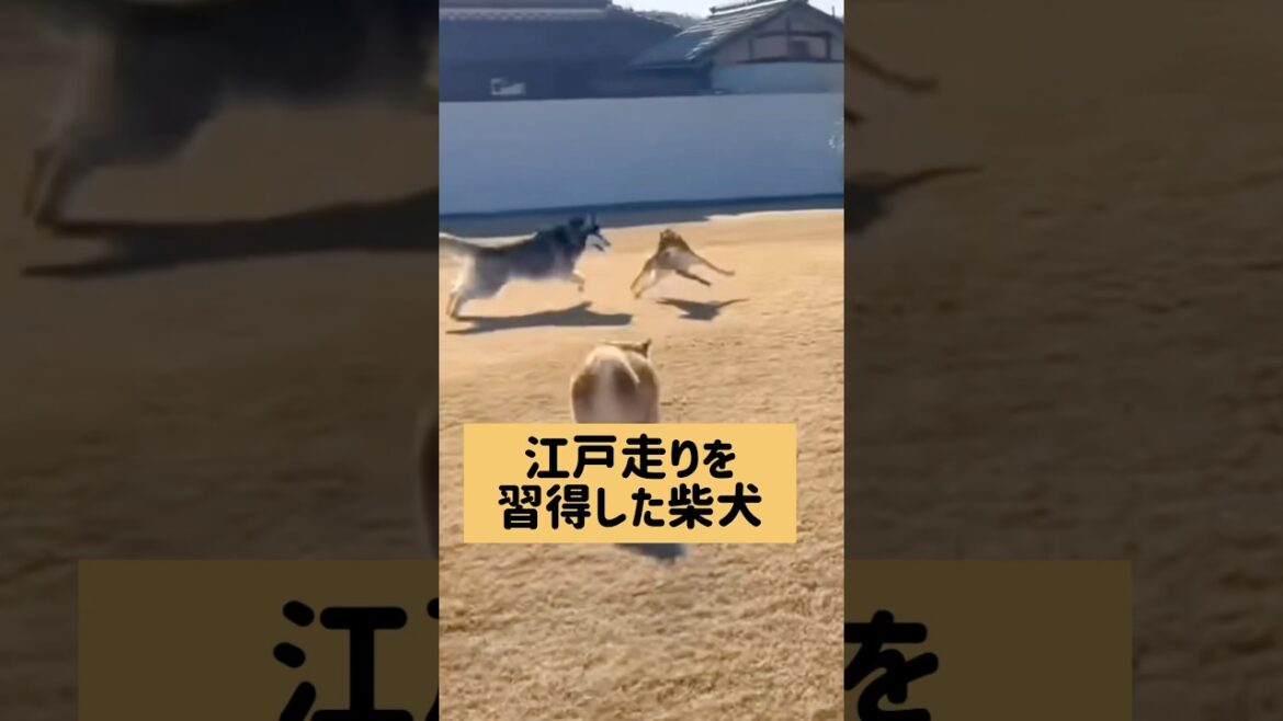衝撃の最後。#柴犬
