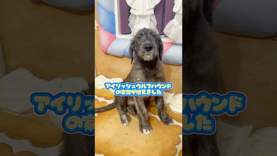 世界最大超大型犬☆アイリッシュウルフハウンドの子犬お迎えしました！！Irish wolfhound