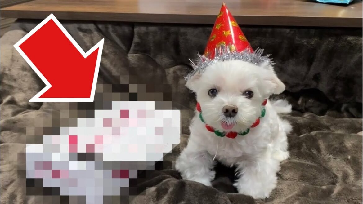 あの企業様から愛犬に凄いプレゼントが届きました…‼︎